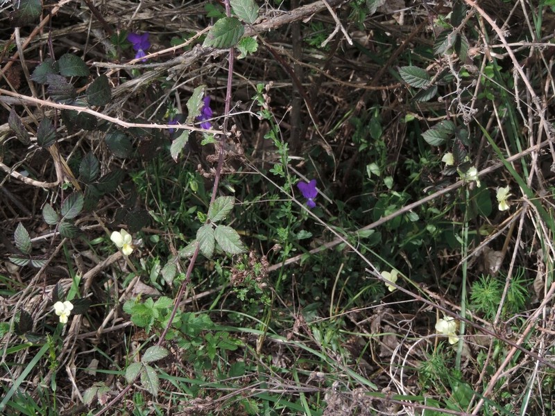 Viola etrusca photo 8