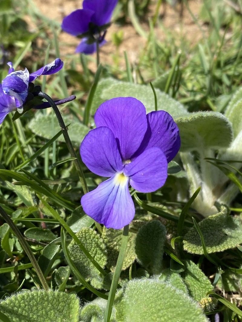 Viola euboea