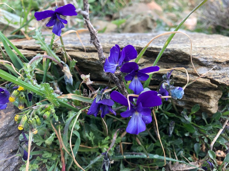 Viola euboea photo 2