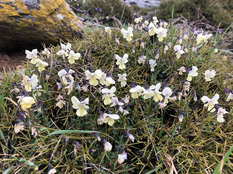 Viola euboea photo 3