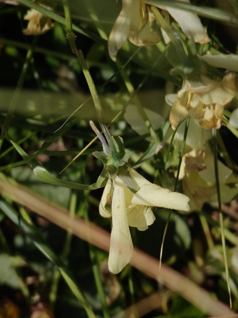 Viola euboea photo 4