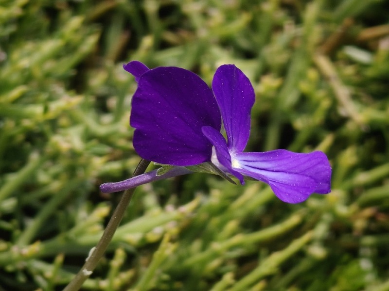 Viola euboea photo 5