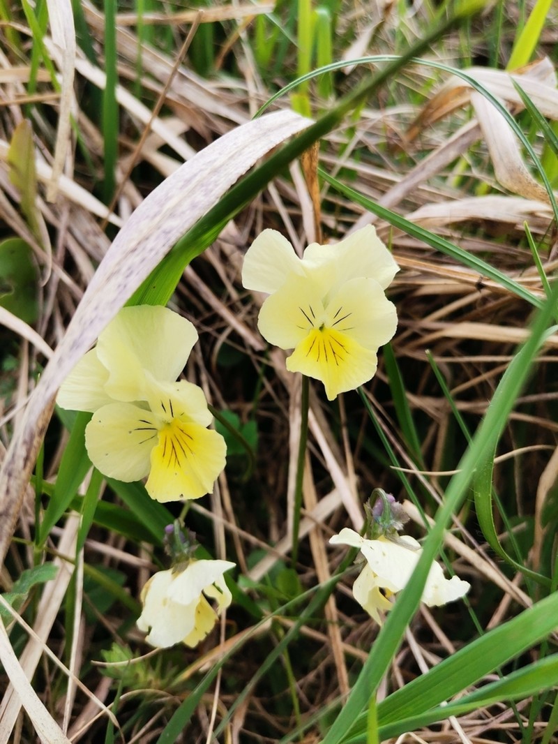 Viola eugeniae