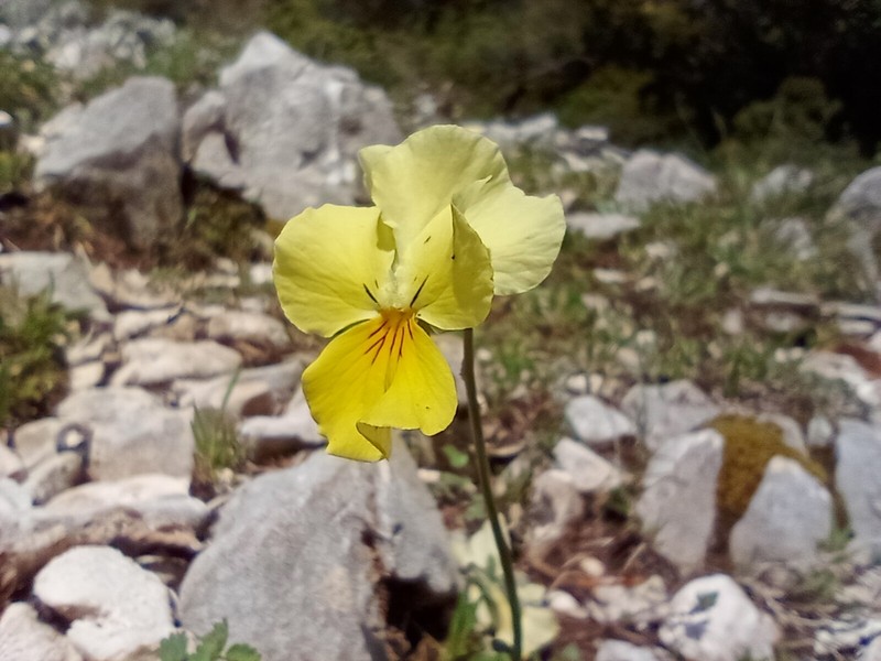 Viola eugeniae photo 2