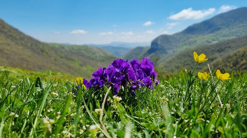 Viola eugeniae photo 3