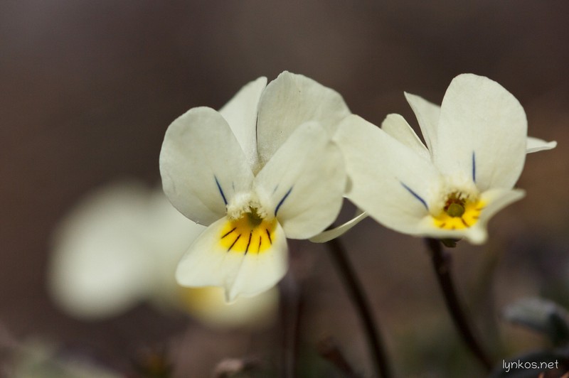 Viola eugeniae photo 4