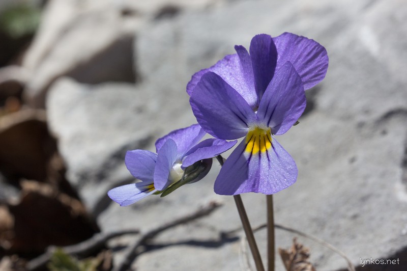 Viola eugeniae photo 5