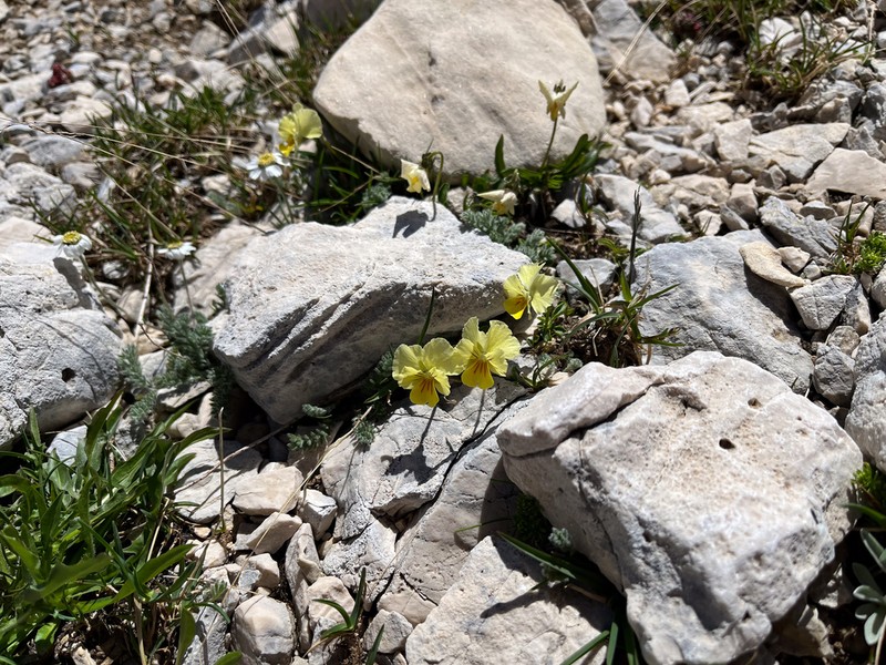 Viola eugeniae photo 6