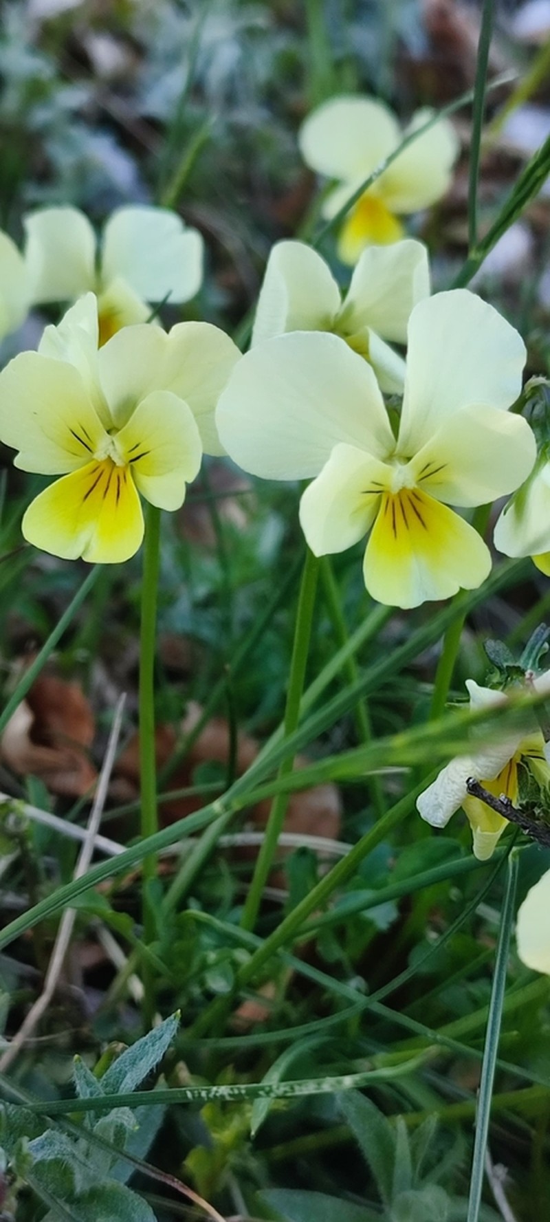 Viola eugeniae photo 7