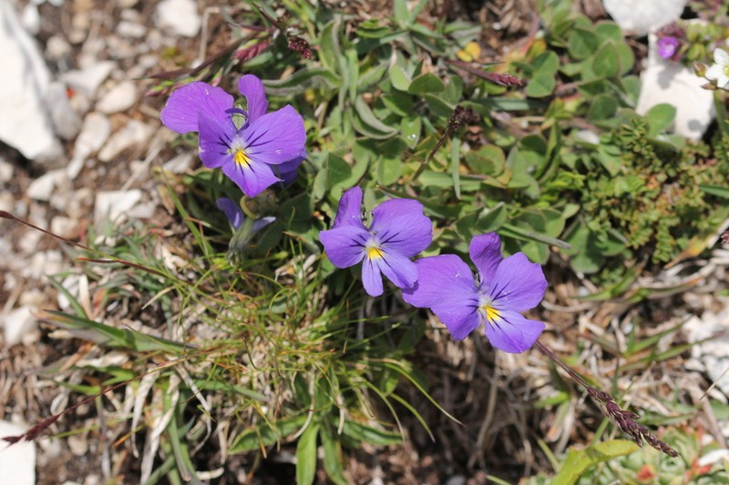 Viola eugeniae photo 8