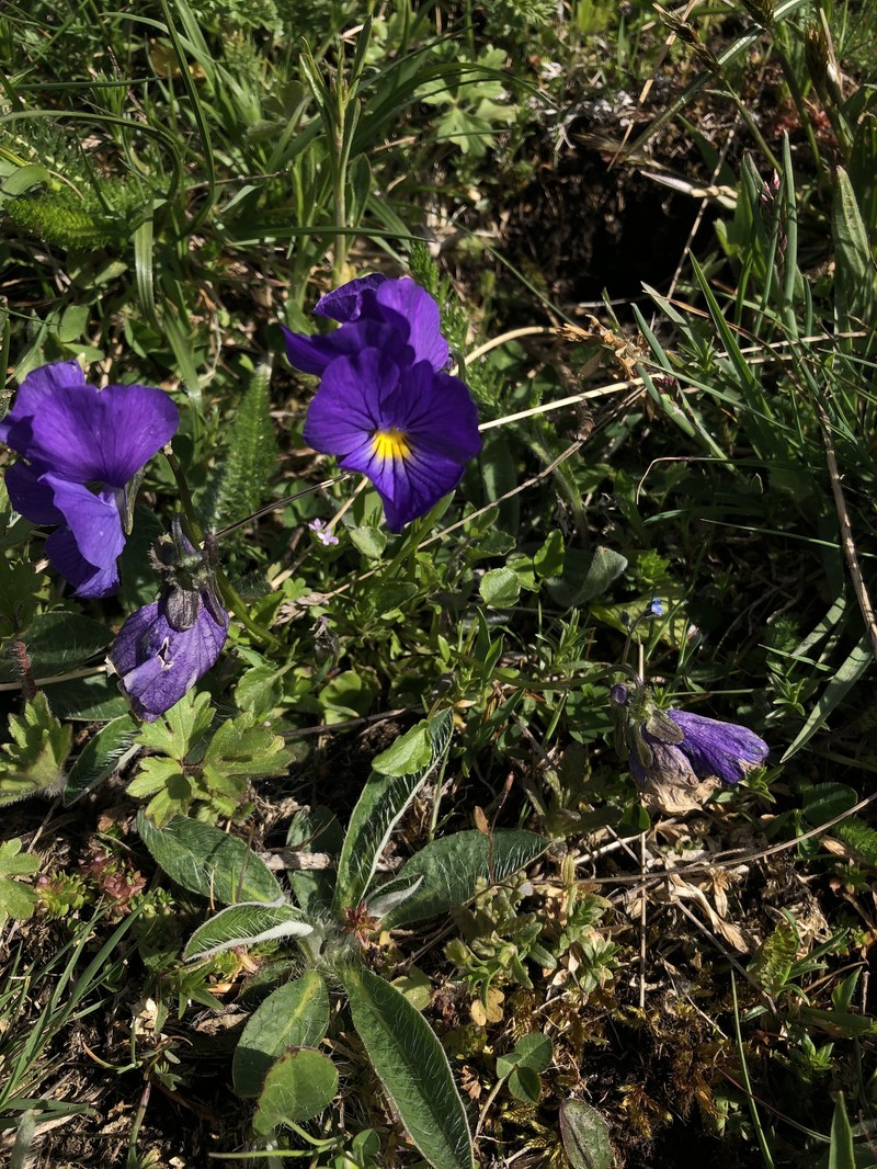 Viola eugeniae subsp. eugeniae