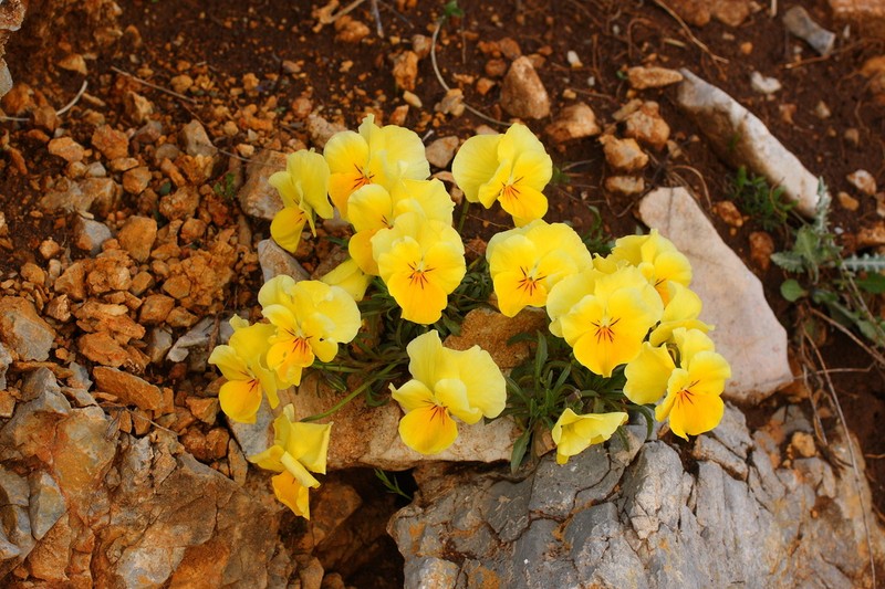 Viola eximia