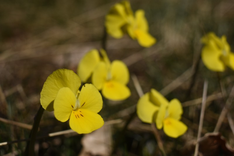 Viola eximia photo 2