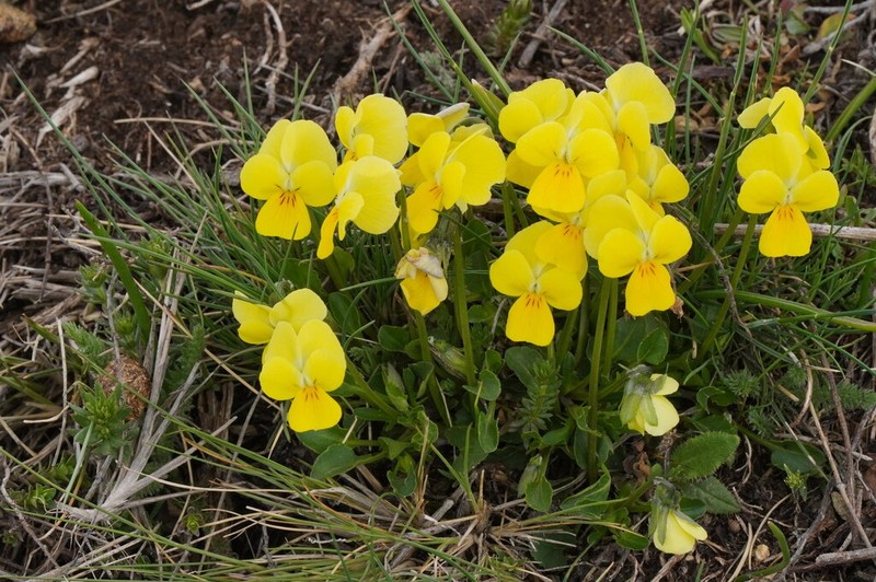 Viola eximia photo 3
