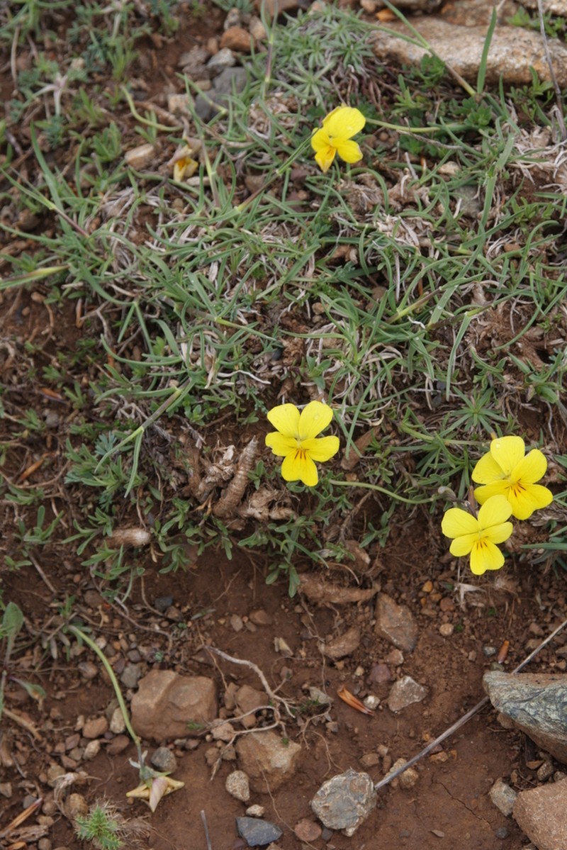 Viola eximia photo 5