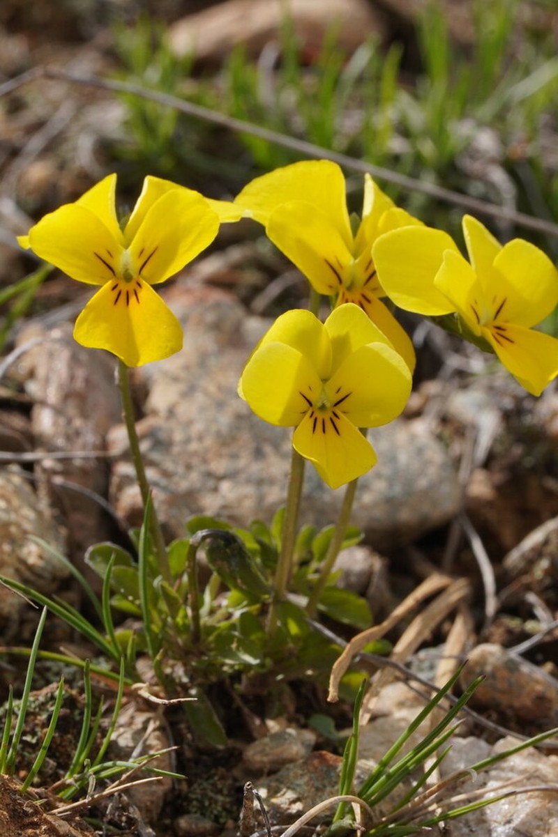 Viola eximia photo 6