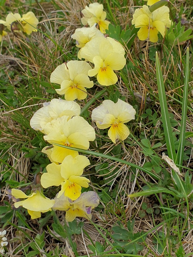Viola eximia photo 7