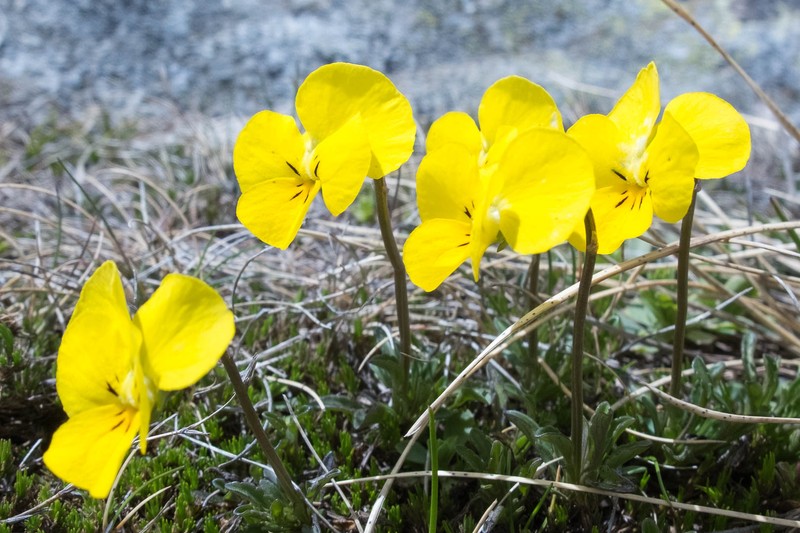 Viola eximia photo 8