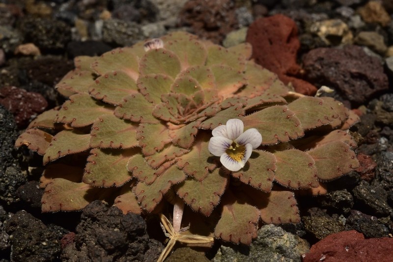 Viola farkasiana