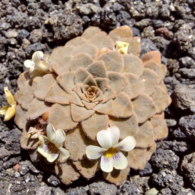 Viola farkasiana photo 2