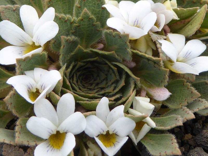 Viola farkasiana photo 3