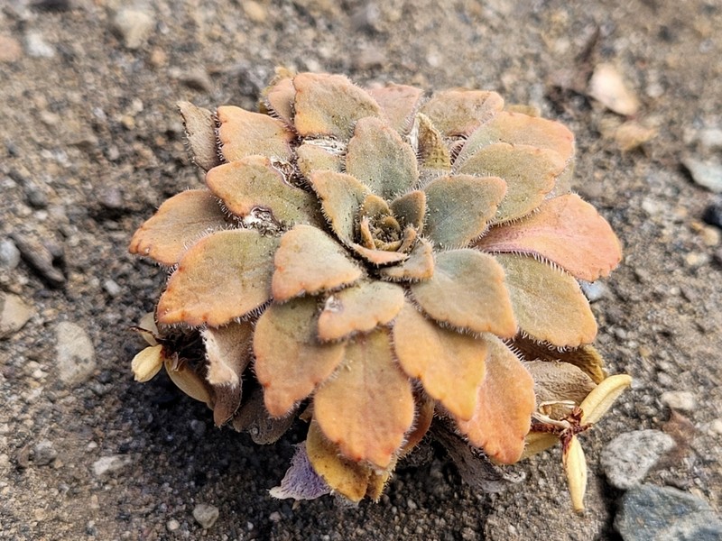 Viola farkasiana photo 4