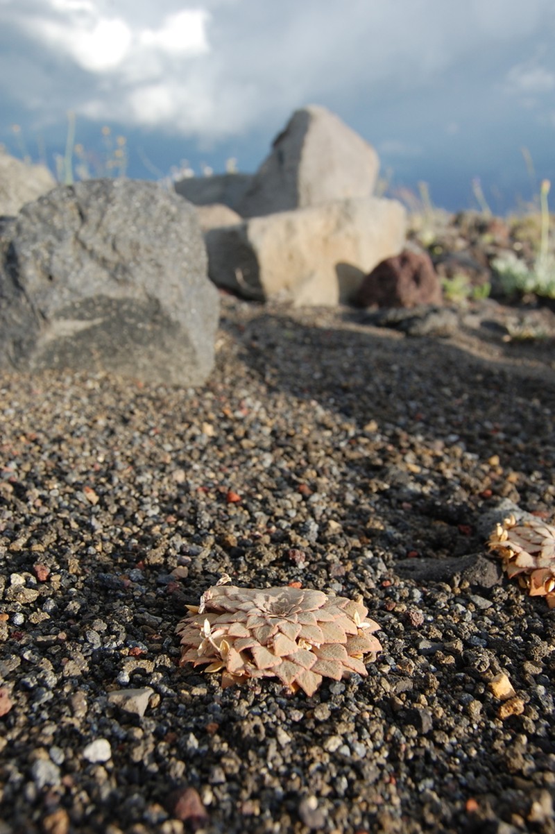 Viola farkasiana photo 5