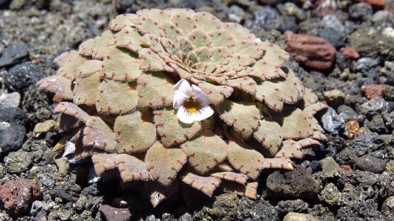 Viola farkasiana photo 6