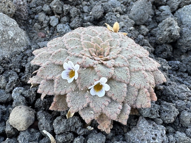 Viola farkasiana photo 7