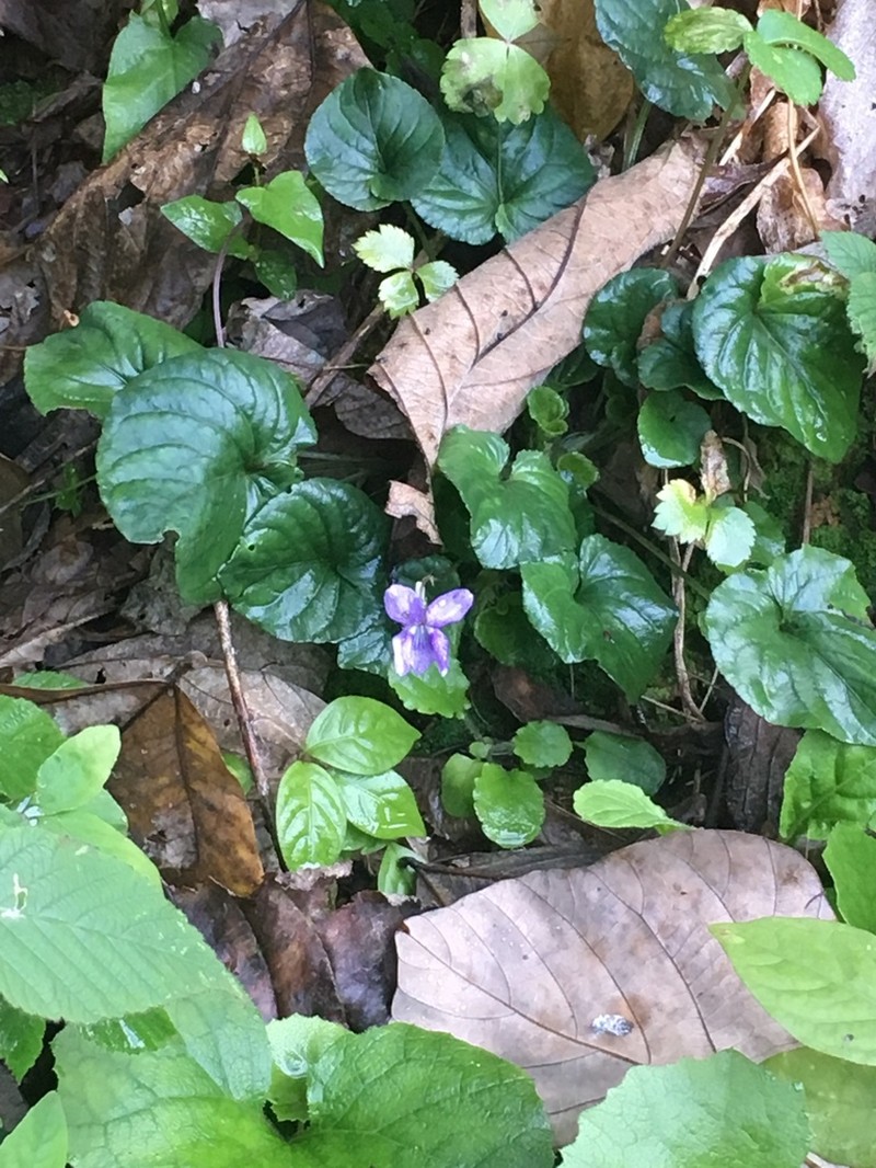 Viola faurieana photo 2