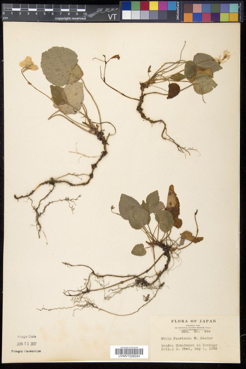Viola faurieana photo 3
