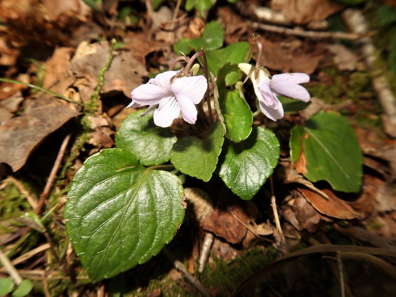 Viola faurieana