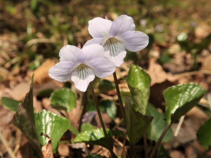 Viola faurieana photo 4