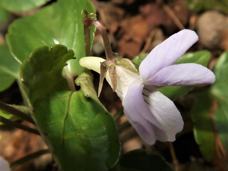 Viola faurieana photo 5
