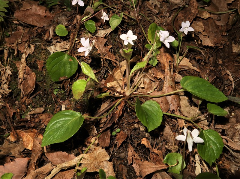 Viola faurieana photo 7