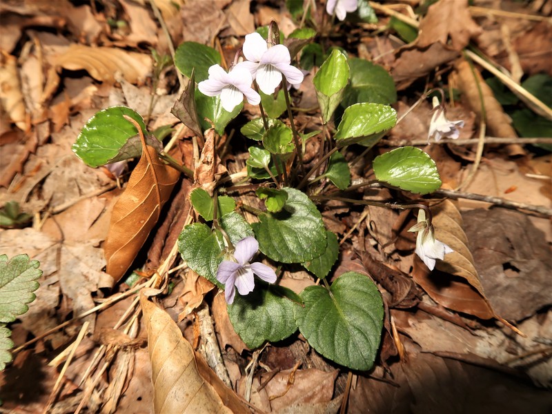 Viola faurieana photo 8