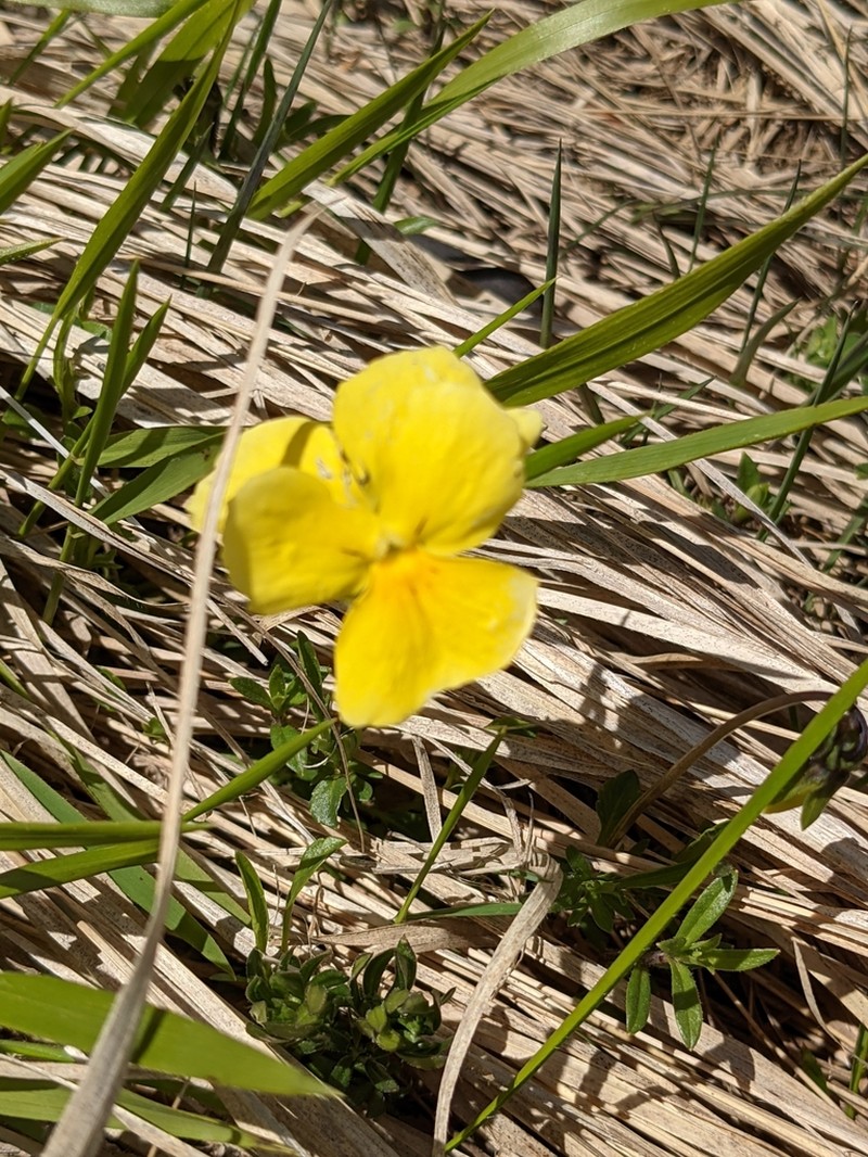 Viola ferrarinii photo 2