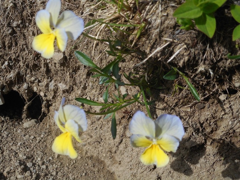 Viola ferrarinii photo 3