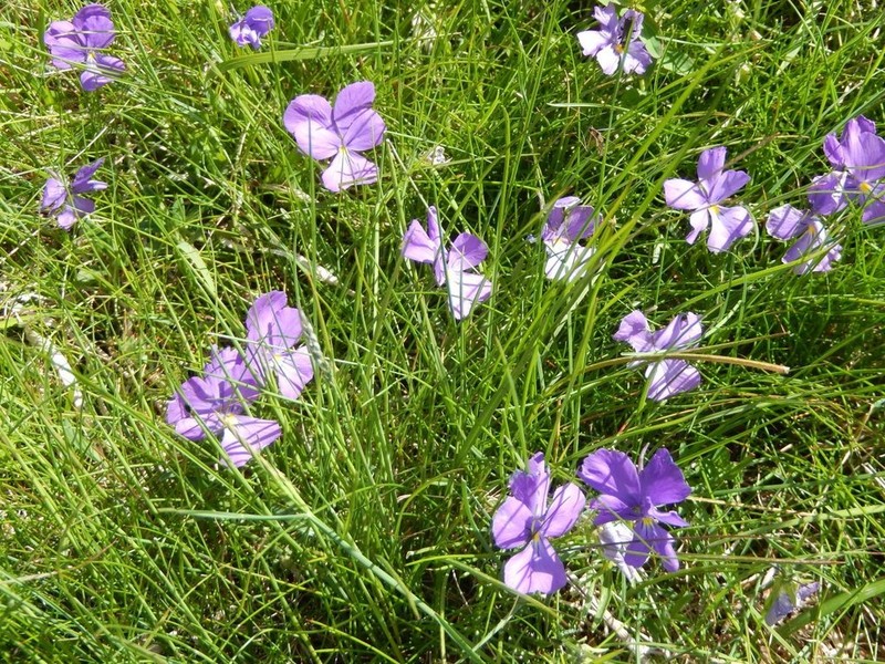 Viola ferrarinii photo 4
