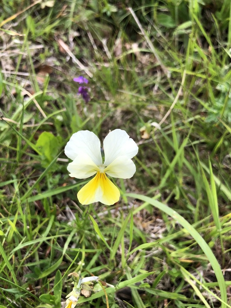 Viola ferrarinii photo 5