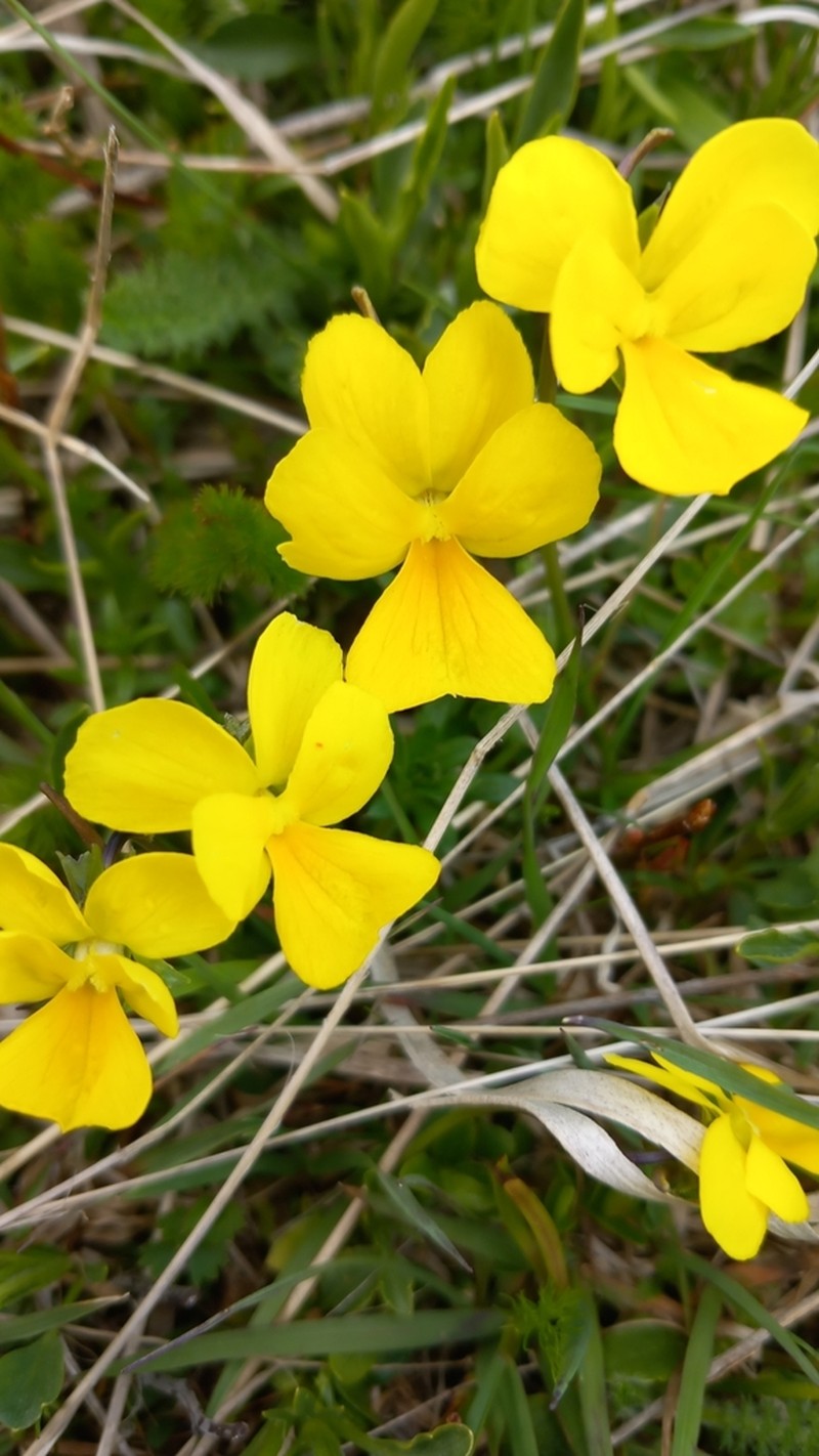 Viola ferrarinii photo 6