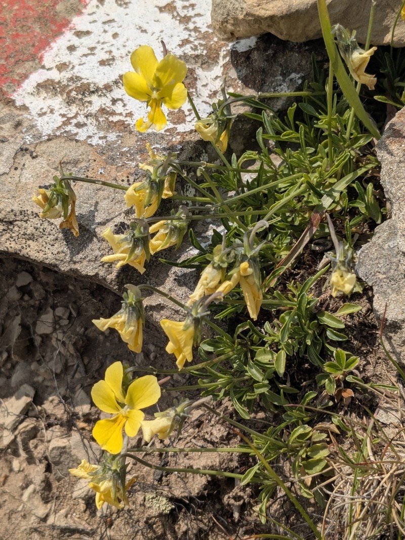 Viola ferrarinii photo 7
