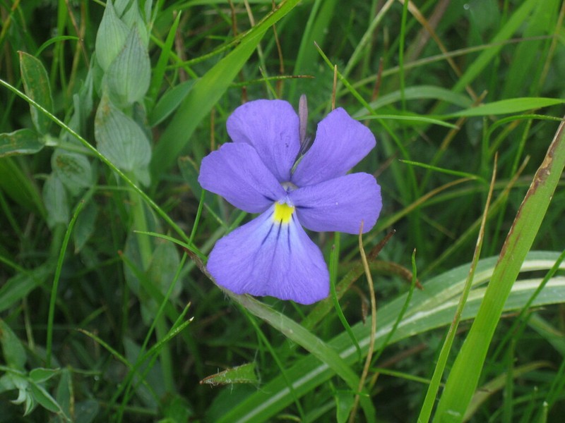 Viola ferrarinii photo 8