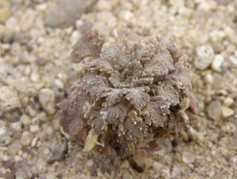 Viola ferreyrae