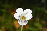 Viola filicaulis