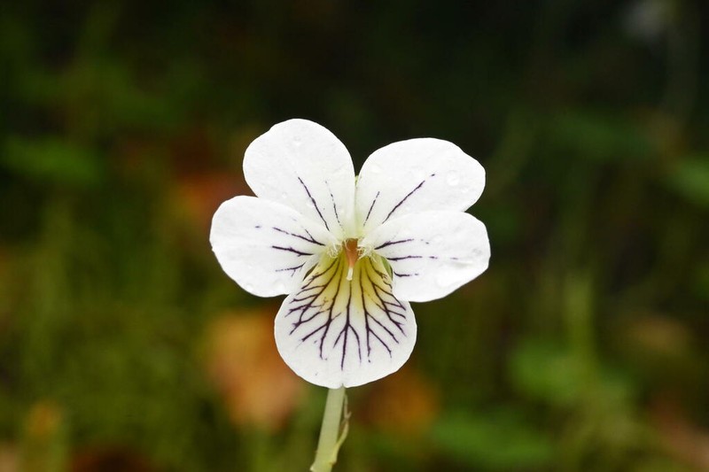 Viola filicaulis