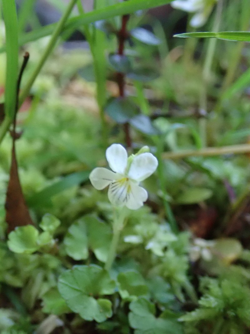 Viola filicaulis photo 2