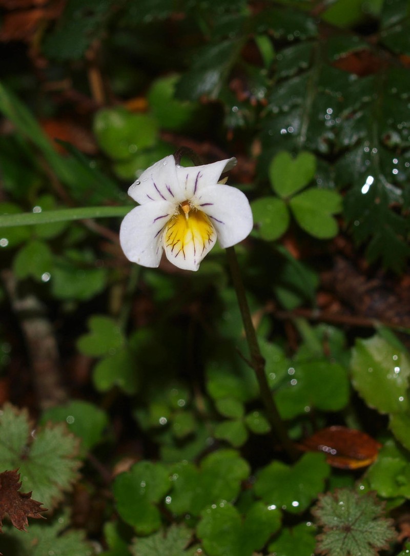 Viola filicaulis photo 3