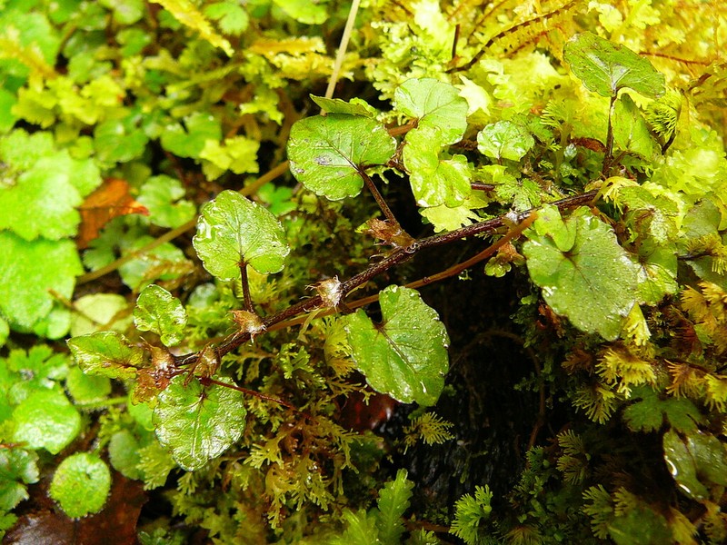 Viola filicaulis photo 4
