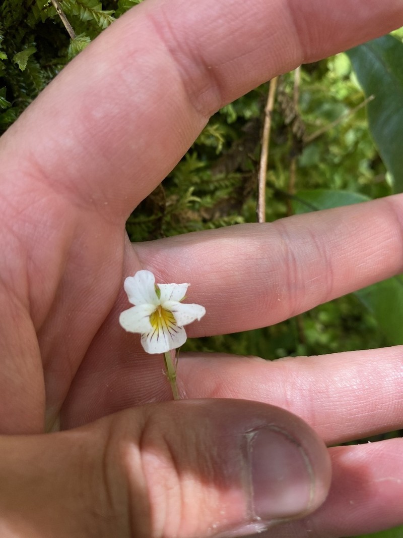 Viola filicaulis photo 5
